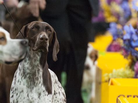 CJ the German Shorthaired Pointer Wins Westminster Dog Show | Breitbart