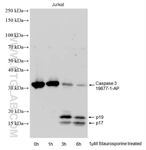 Caspase 3 P17 P19 Antibody 19677 1 AP Proteintech