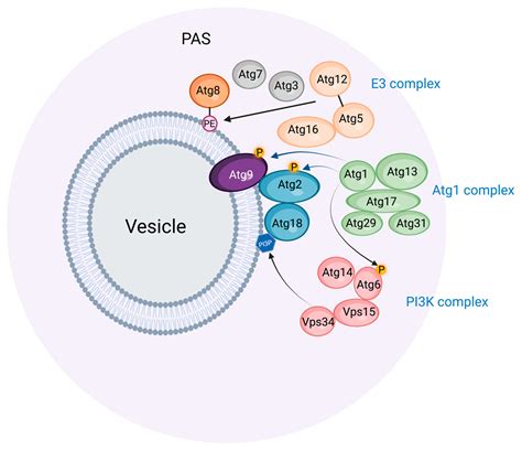 Cells Free Full Text Autophagosome Biogenesis