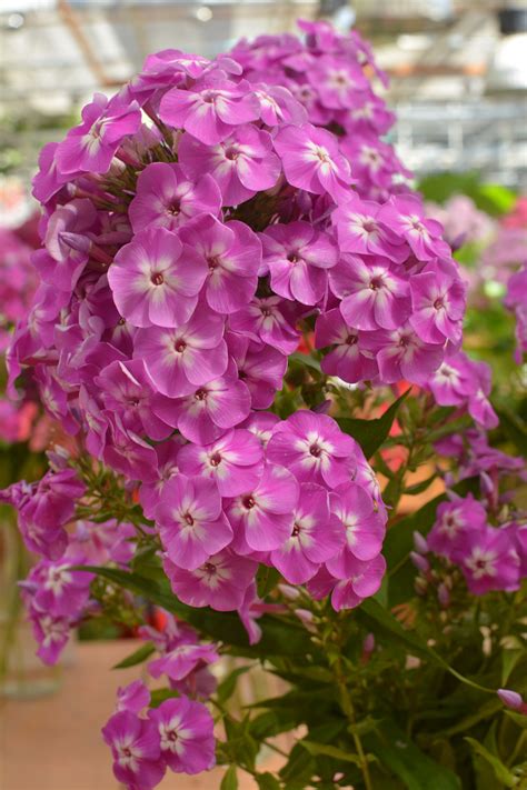 Купить Цветы Флоксы С Фото Сорт Актриса — Mixyfotos.ru