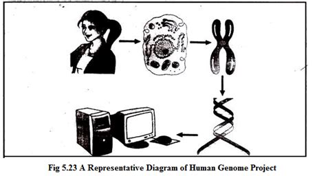 Human Genome Project Hgp And Features Of Hgp Science Vision