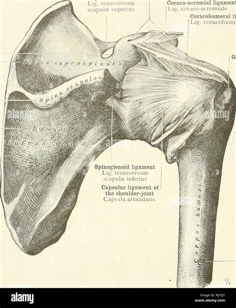 Supraspinous Fossa Of Scapula Hi Res Stock Photography And Images Alamy