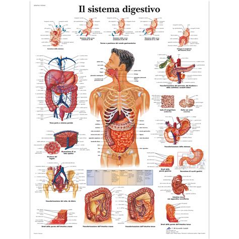 Sistema Digestório Avançado