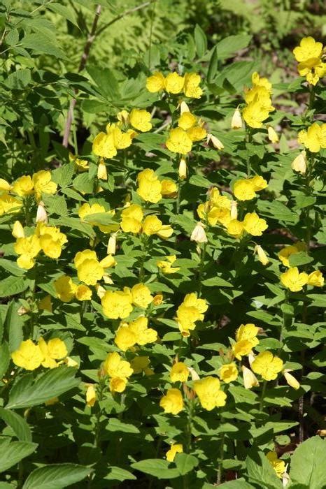 Sundrops Oenothera Fruticosa From New England Wild Flower Society