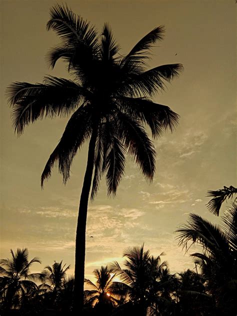 A coconut tree during evening - PixaHive