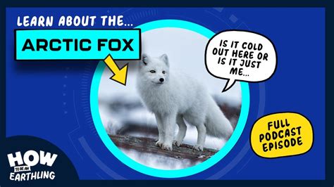 Learn About The Arctic Fox Flip And Mozis Guide To How To Be An