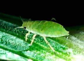 pulgon de la espiga como combatir los pulgode de espiga de cereales