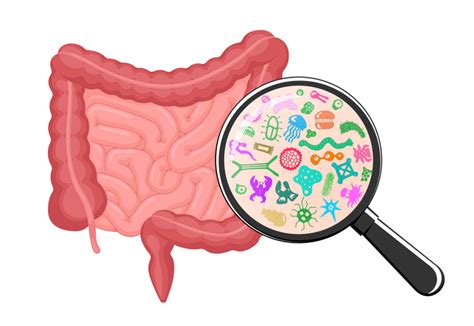 Microbiota Facciamo Chiarezza Solongevity