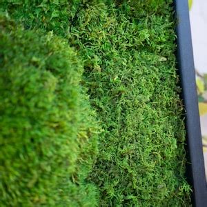 One 36x54 Moss Plant Art No Care Green Wall Art Real Preserved Plants