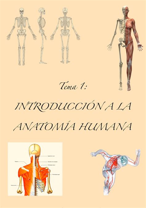 Tema Anatom A Apuntes Logopedia Tema Introducci N A La