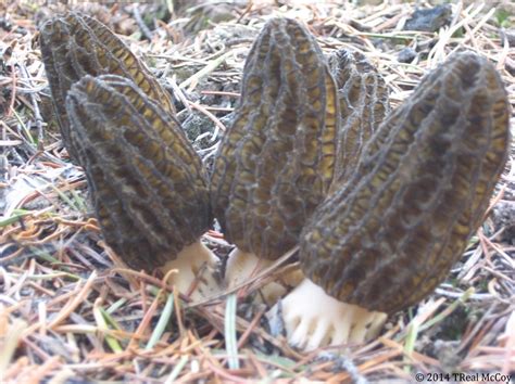 Black Morel Mushrooms Fresh And Dried Morels For Sale