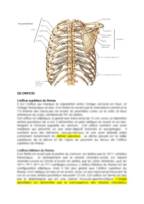 SOLUTION Topographie Du Thorax Studypool