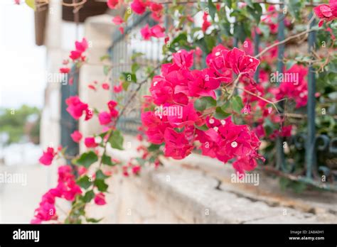 Spanish flowers on house wall red Stock Photo - Alamy