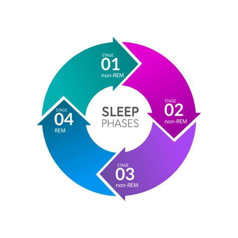 Sleep Cycles And Stages What You Need To Know Alignlife