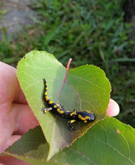 Baby salamander in my grandparents garden. : salamanders