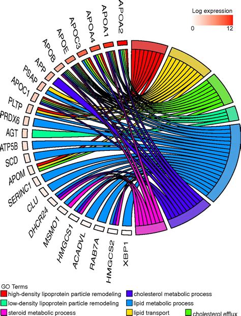 Rna Seq Reveals Conservation Of Function Among The Yolk Sacs Of Human