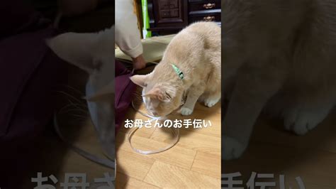 【猫動画かわいい】寝てばかりではないのです！お手伝いしてますよ～ 動物（犬・猫 他色々）【まとめ動画】