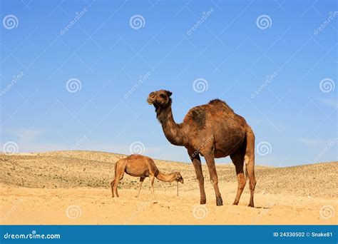 Camelos No Deserto Foto De Stock Imagem De Exterior 24330502