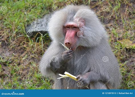 Male Hamadryas Baboon Eating A Banana Tree Leaf Stock Image Image Of