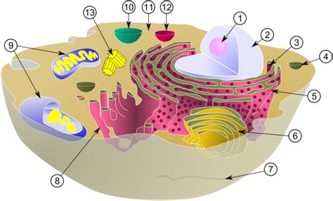 Lysosome Creationwiki The Encyclopedia Of Creation Science