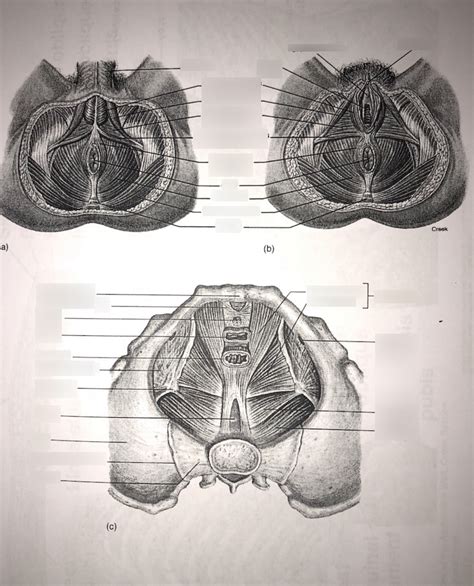 Muscles Of The Pelvic Diaphragm Inferior View Diagram Quizlet