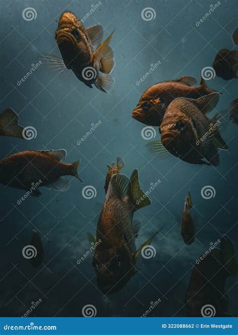 Bluegill, Sunfish And Hydrilla Plants - Morrison Springs Stock Photo