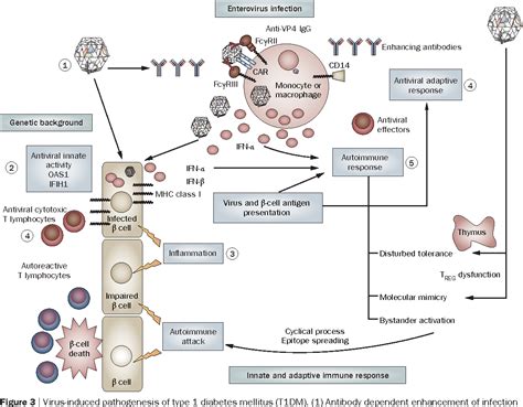 Pathogenesis Of Type 1 Diabetes Mellitus Interplay Between Enterovirus And Host Semantic Scholar