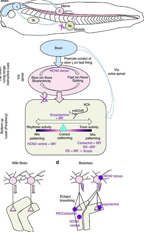 Brain Signaling For Muscle And Nerve Development And Patterning A