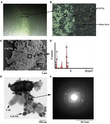 Frontiers Genomic And Transcriptomic Insights Into Calcium Carbonate