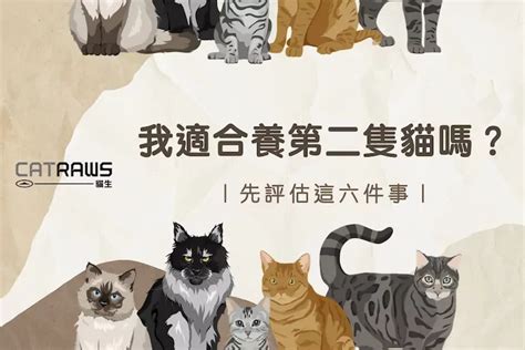 我適合養第二隻貓嗎？養新貓前先評估這六件事 貓生catraws