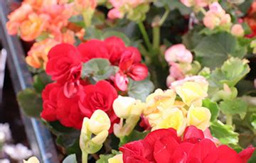 Begonia Tuberosa Roja Lavender