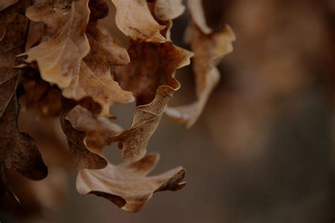 Cedar Tree Leaves Photos, Download Free Cedar Tree Leaves Stock Photos ...