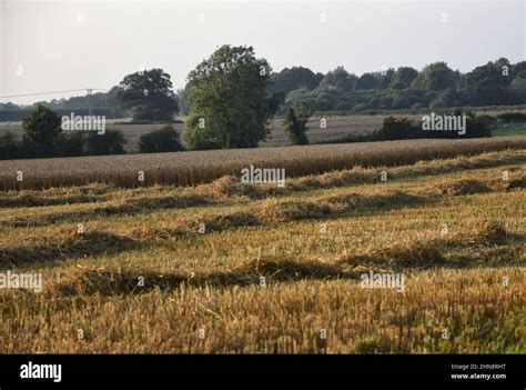 Autumn Field Suffolk England Stock Photo Alamy