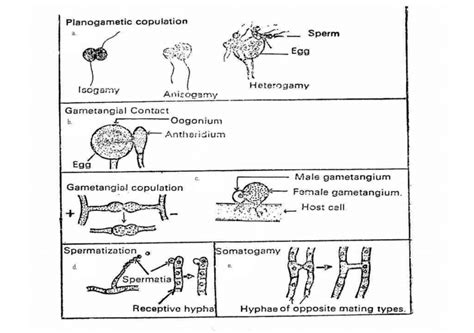 Fungi Sexual Reproduction