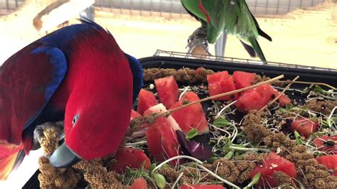 Eclectus Parrots Enrichment With Food YouTube