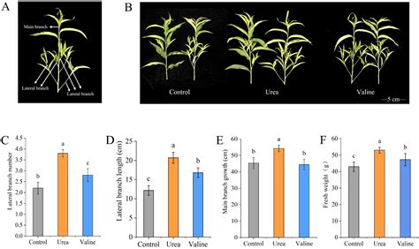 Plants Free Full Text Effects Of Valine And Urea On Carbon And