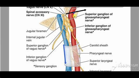 Carotid Sheath Contents Youtube