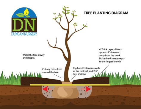 Steps To Planting A Happy Healthy Tree Duncan Nursery