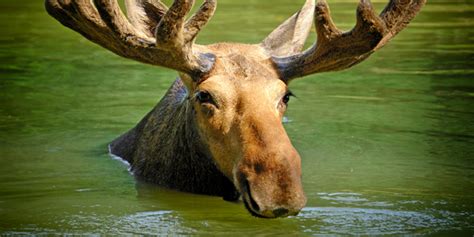 Top Colorado Wildlife Sightings Vail Colorado Timberlinetours