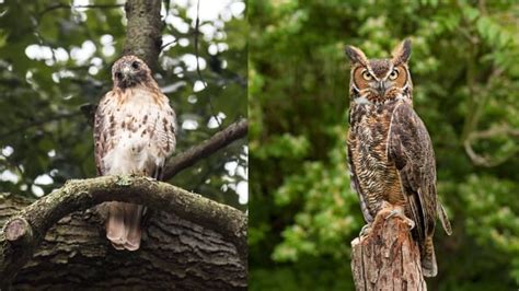 Hawks Vs Owls Know The Difference Birds Tracker