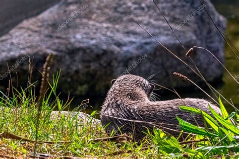 Lutra Lutra Conocida Como R O Eurasi Tico Nutria Europea N Y Del