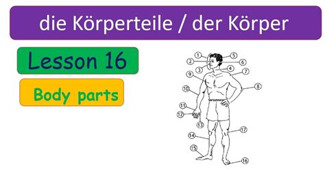 Learn German German Vocabulary Die Körperteile Body Parts Der