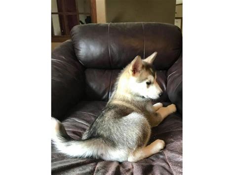 AKC Alaskan Malamute Columbus - Puppies for Sale Near Me