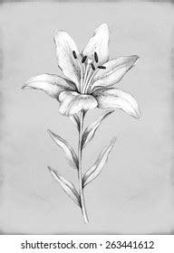 Pencil Drawing Lily Flower Stock Illustration 263441612 | Shutterstock