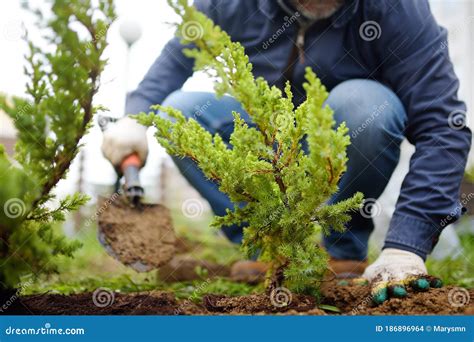 Gardener Planting Juniper Plants in the Yard. Seasonal Works in the ...