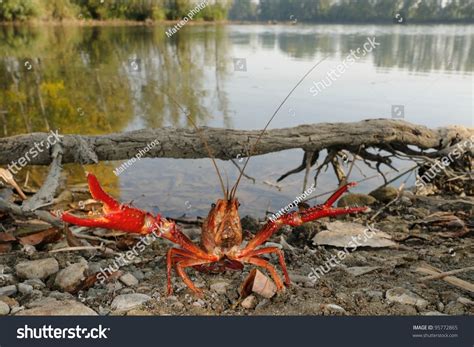 Red Swamp Crawfish (Procambarus Clarkii) In Its Allochthonous Habitat. Defense Posture Stock ...