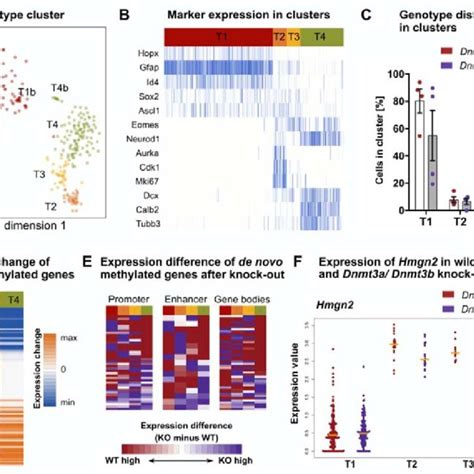 De Novo Dna Methylation Controls Maturation And Synaptogenesis Of