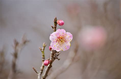 Wallpaper Food Red Branch Cherry Blossom Pink Spring Leaf