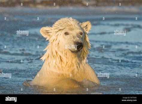 Young Polar Bear Ursus Maritimus In Slushy Icy Water Off The 1002