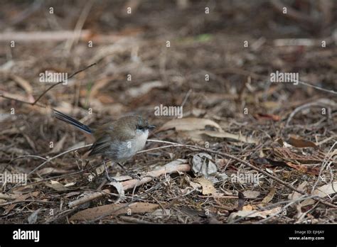 Superb Fairy Wren Stock Photo - Alamy